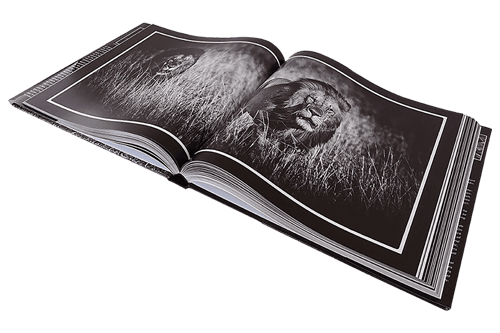 Das Bild von zwei Löwen auf einem Fotobuch in schwarz-weiß in einem Hardcover-Naturfotobuch.